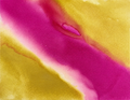 SORBET